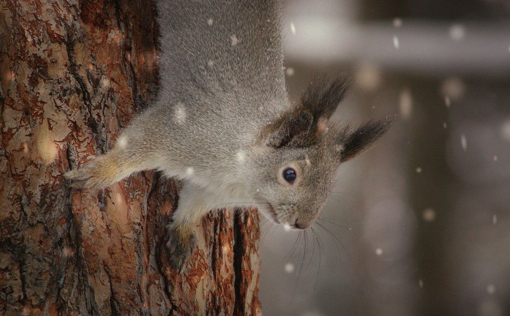 любопытство