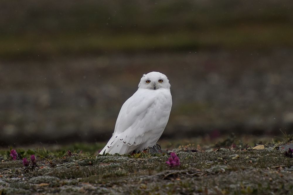 Хозяйка тундры