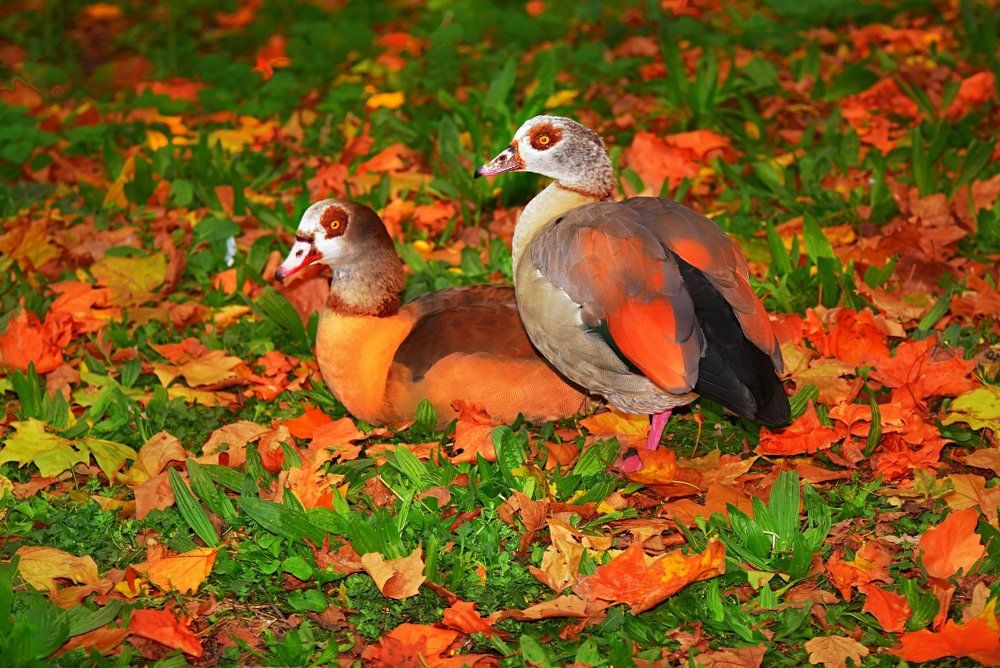 краски осени