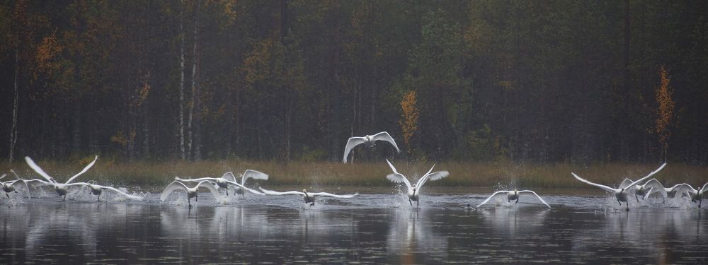 вслед за лебедем - зима