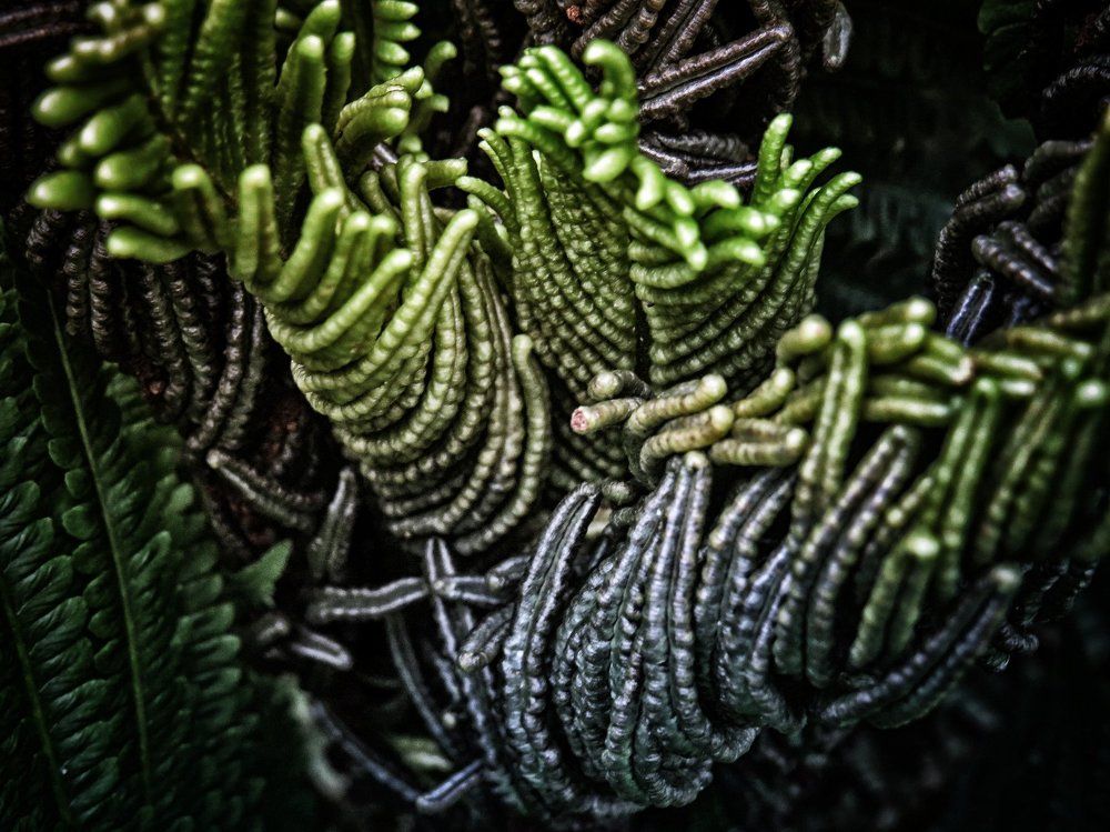 Мрачный папоротник