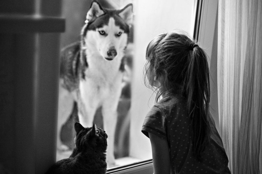 Наблюдатели