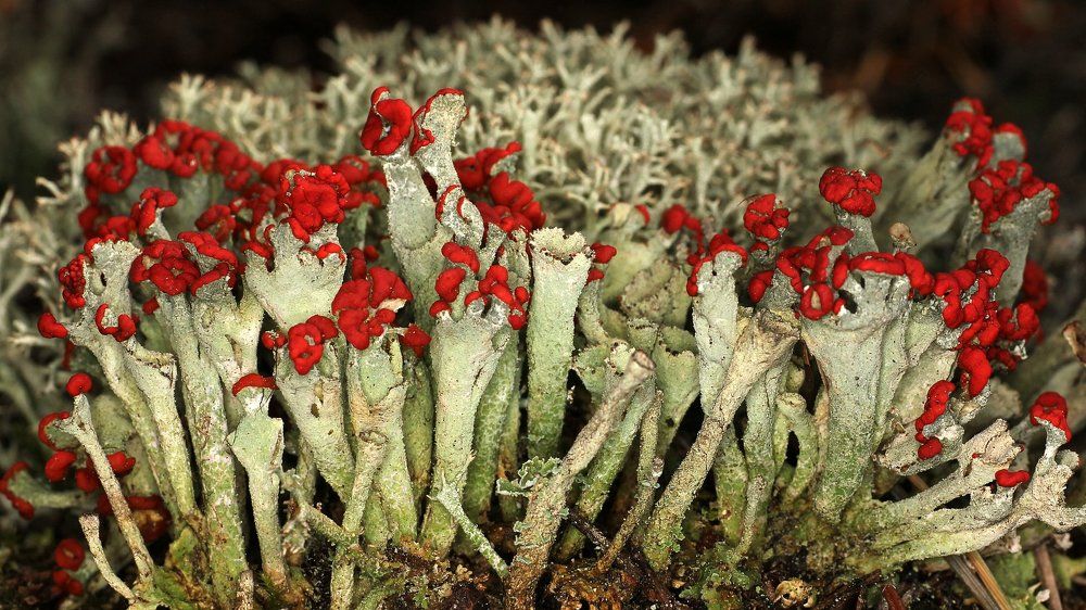 Кубки эльфов