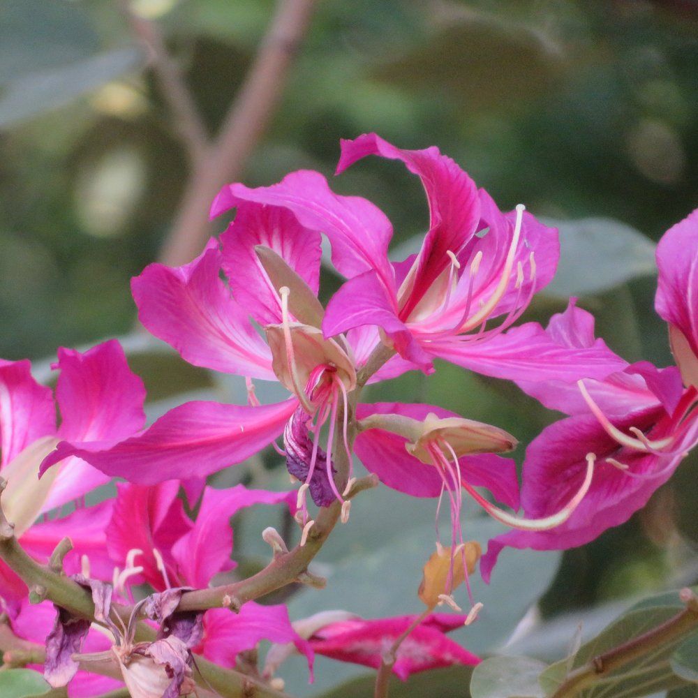 Pink flower