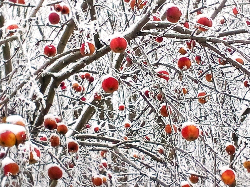 Яблоки на снегу