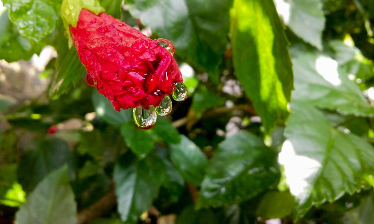 Red Hibiscus flower bud