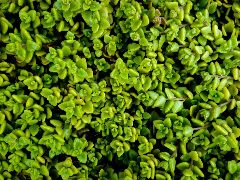 Green Leaves against darkness