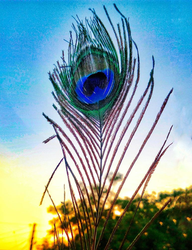 Peacock Feather