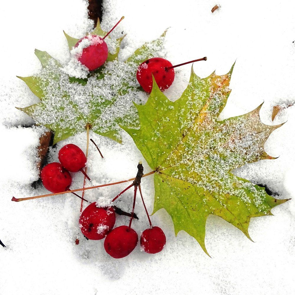 Что-то красное...снежком припорошило