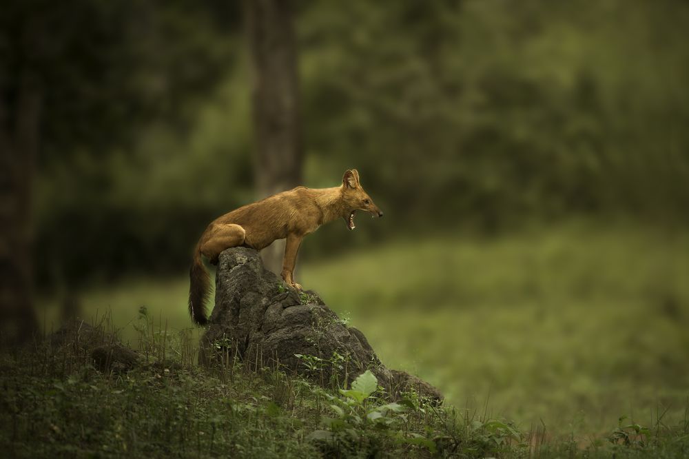 An Indian wild dog yawning on a lazy afternoon