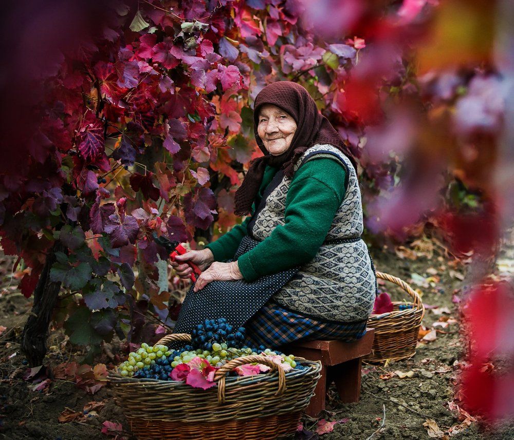 сбор винограда