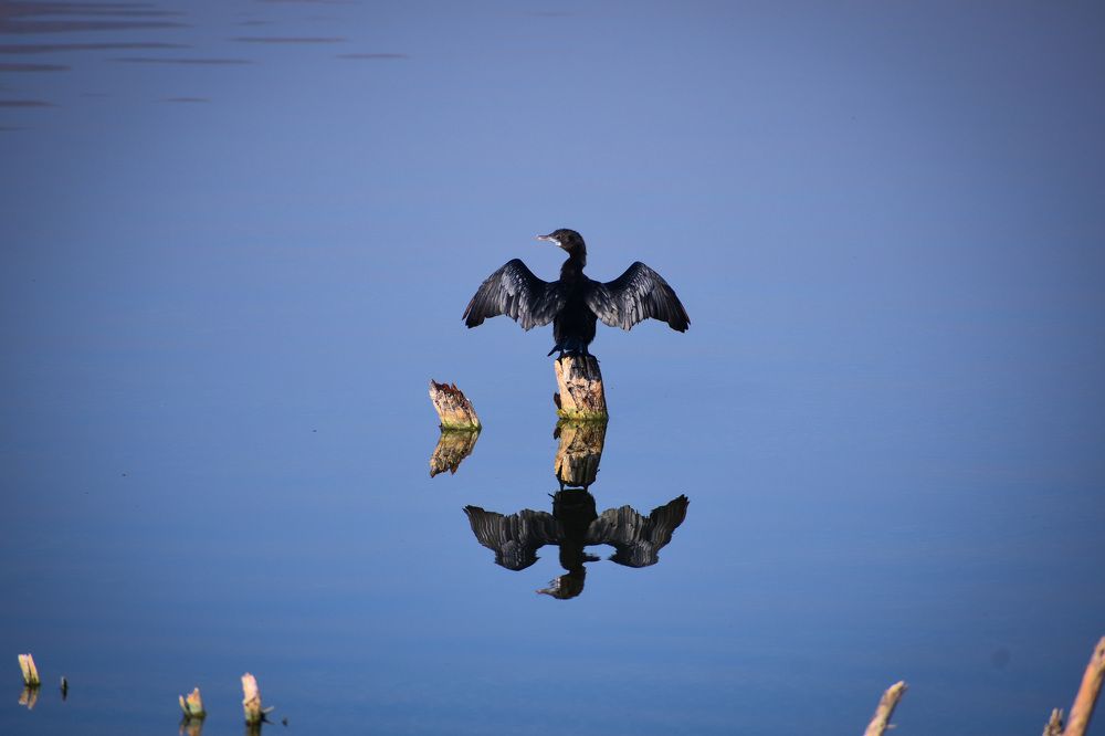 Typical Drying Posture