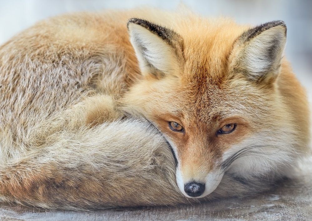 Как лисица мышковала...