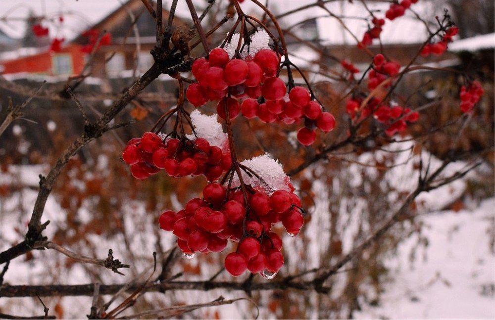 Красна ягода