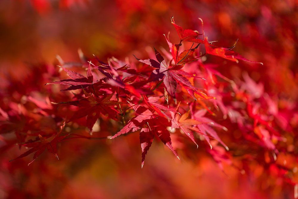 Краски осени