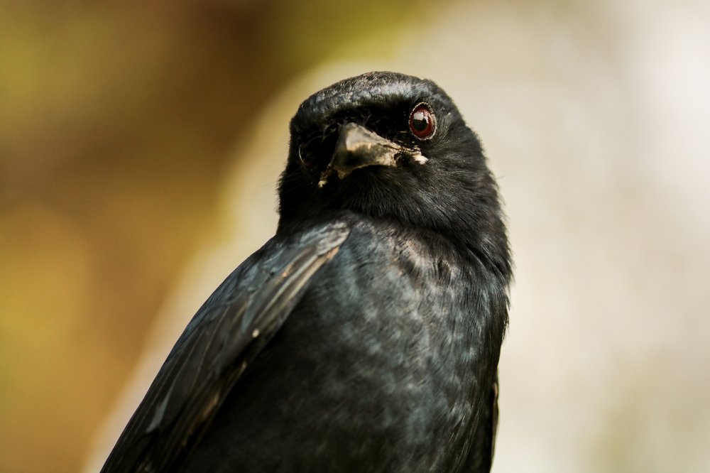 black drongo