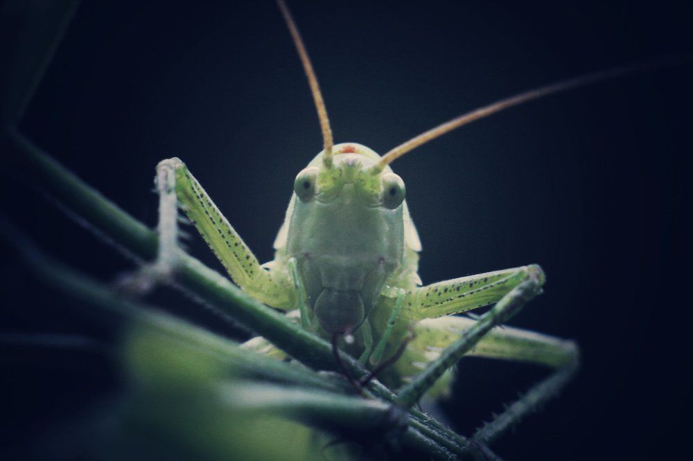 В траве сидел кузнечик и что-то там жевал...