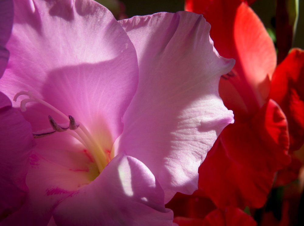 Путешествие в букет гладиолусов