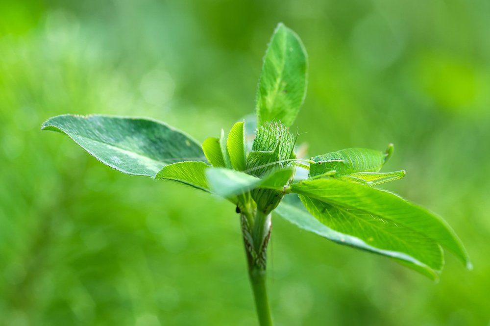 На зеленом поле