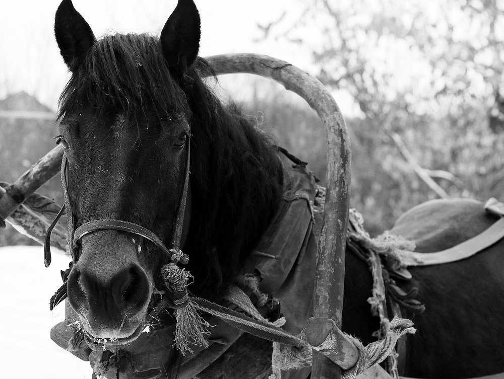 Большие глаза и пушистая чёлка...