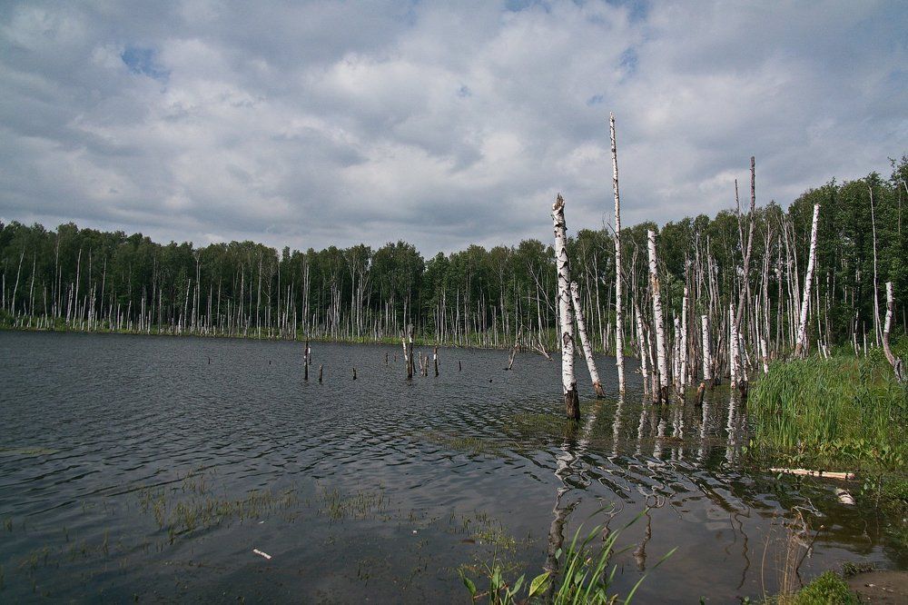 Росли березы...