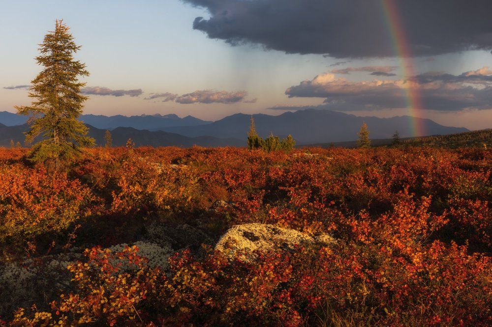 Вечерний дождь