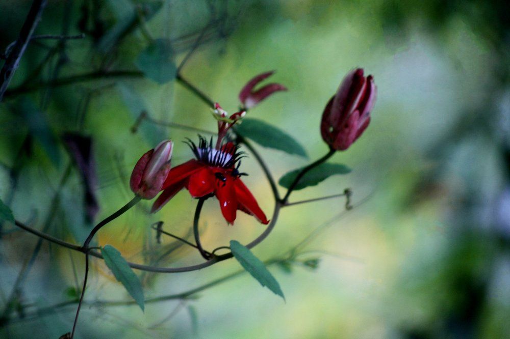 passiflore
