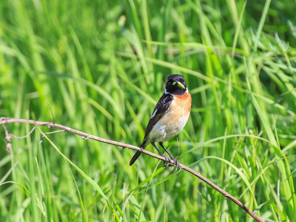 Гусеница лучший друг Чекана