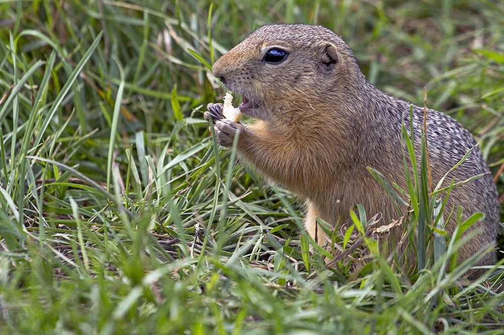 А питаемся мы в сухомятку...