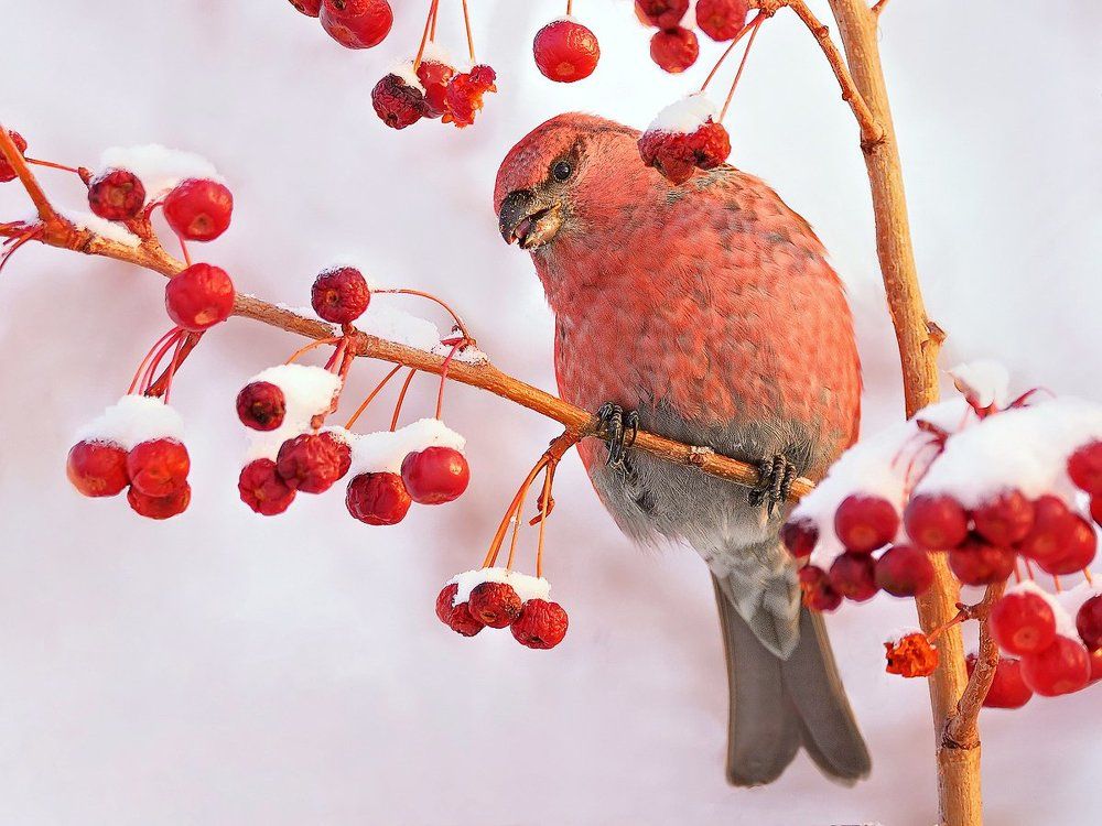 Северный попугай