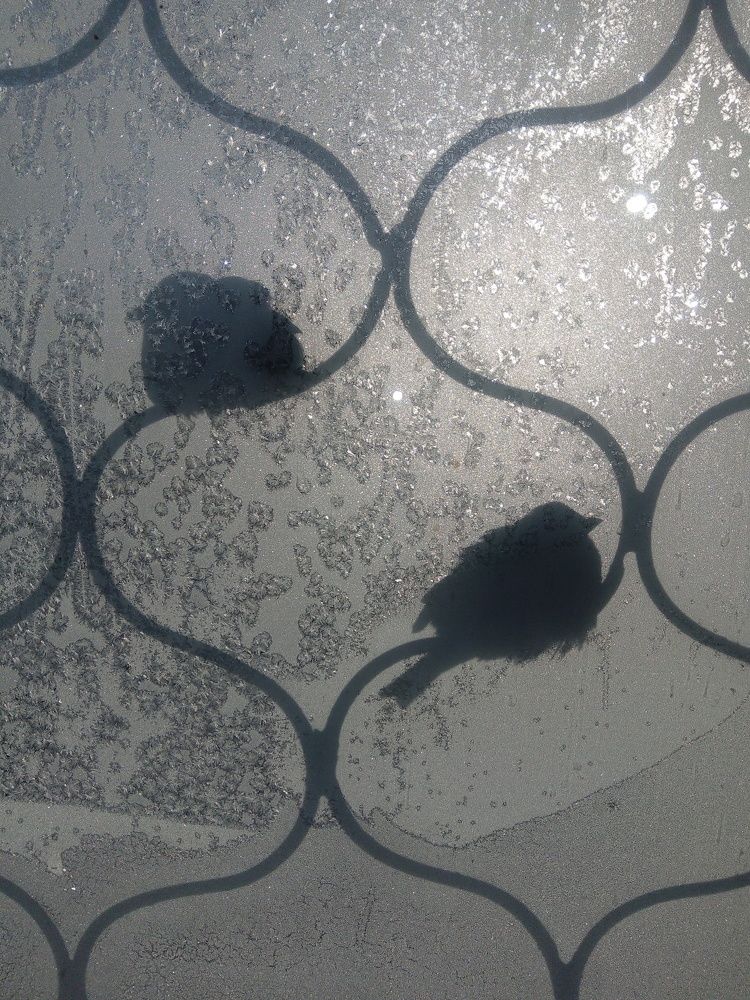 Зимние птицы