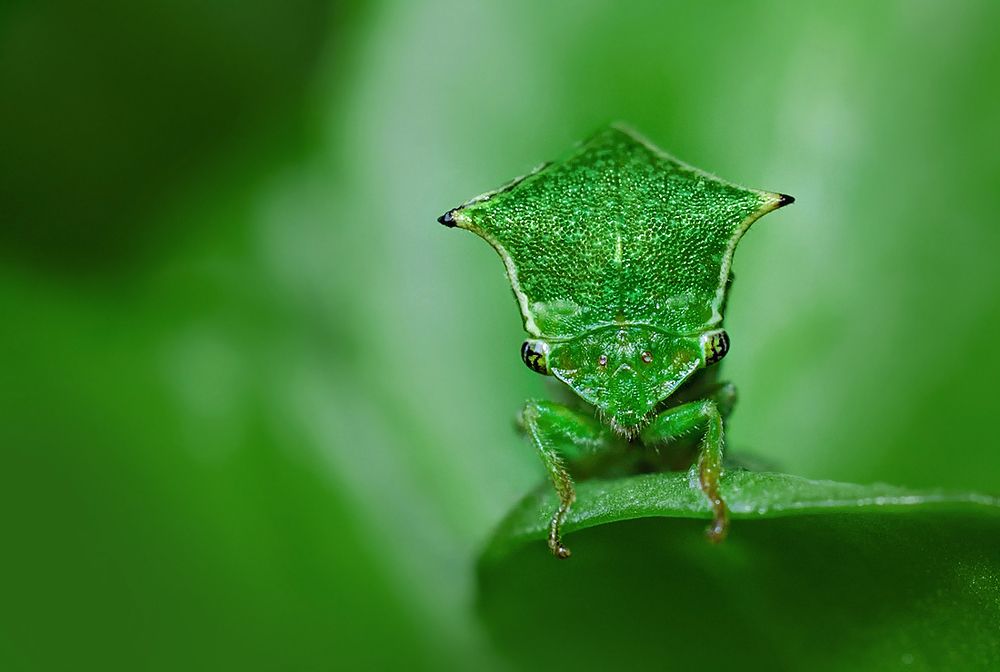 Инопланетянка.