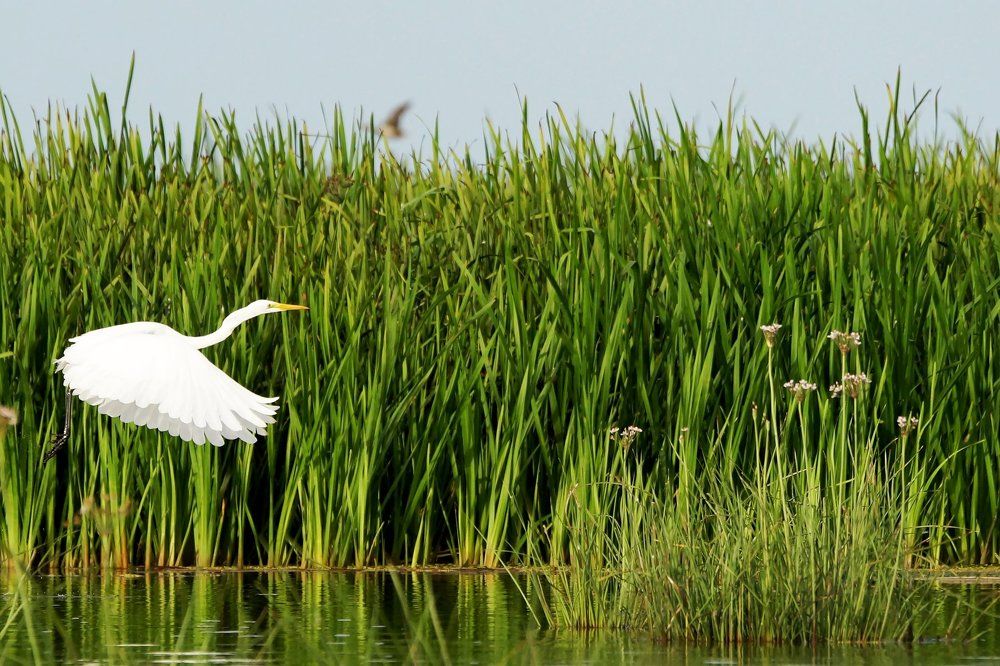 Летний сон.