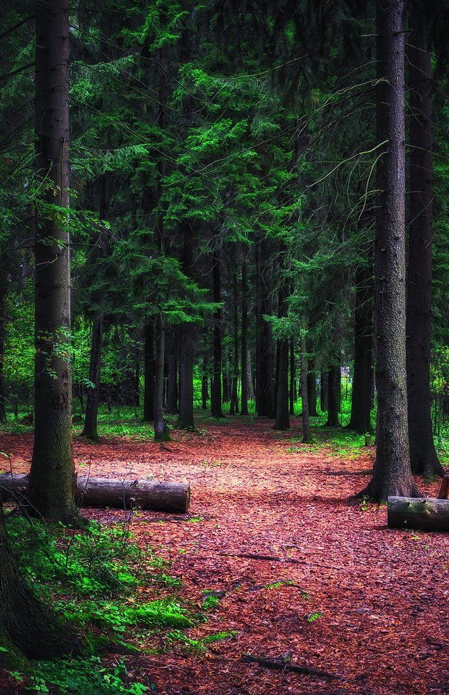 Вход в тишину