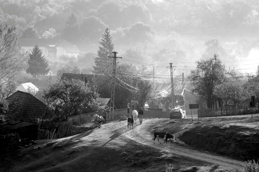 утро в селе