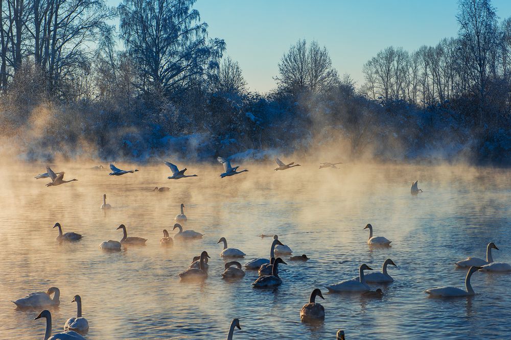 Лебединое озеро