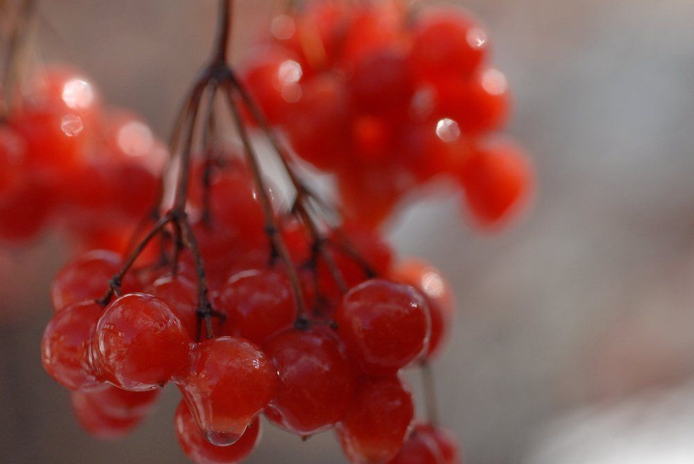 Морозная еще вкуснее