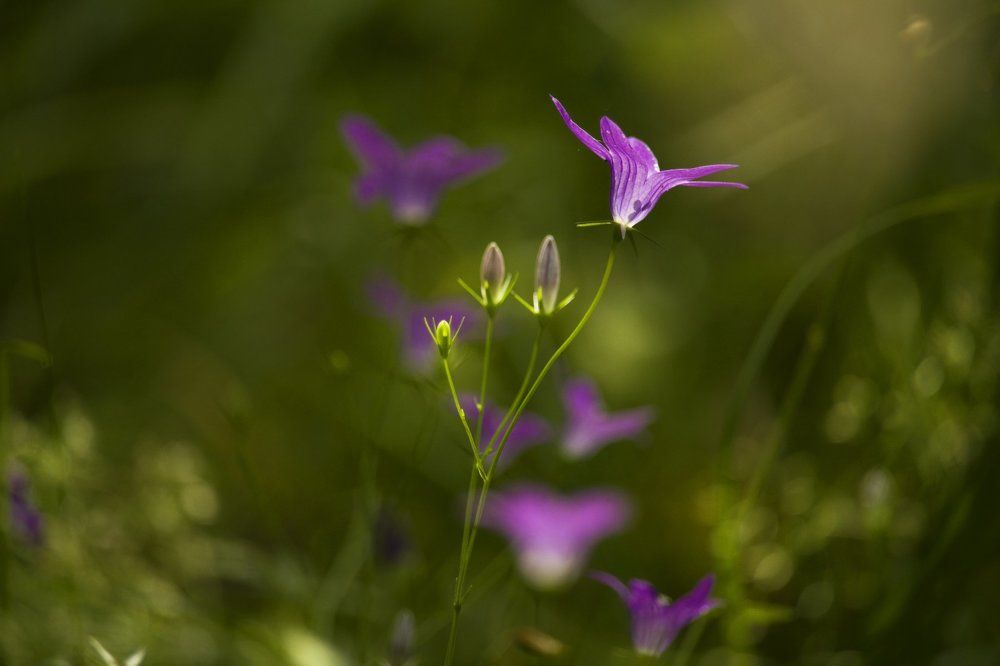 Колокольчик