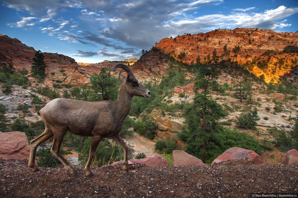 Zion — National Park
