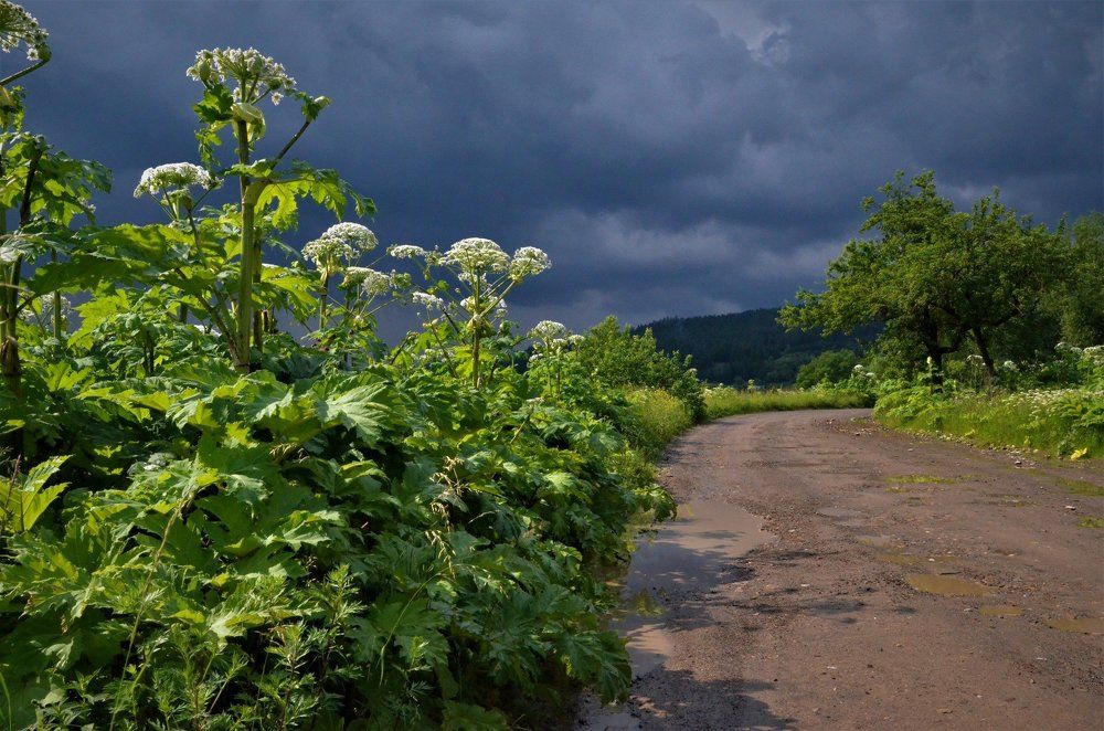 Горный борщевик
