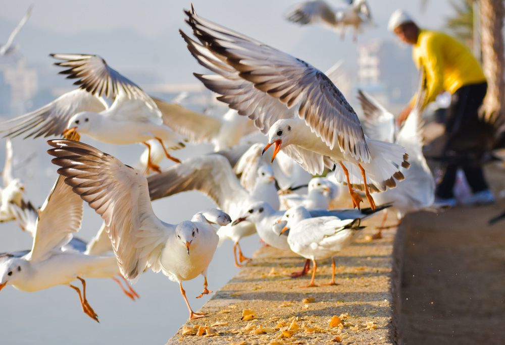 Blackheaded Gull Winter Plumage