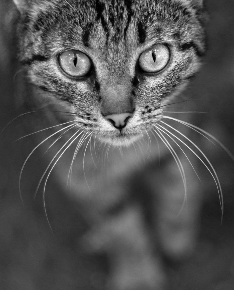 Eye contact.