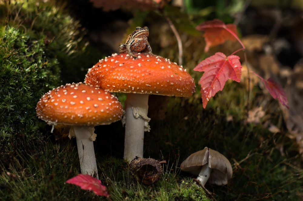 Царевна лягушка