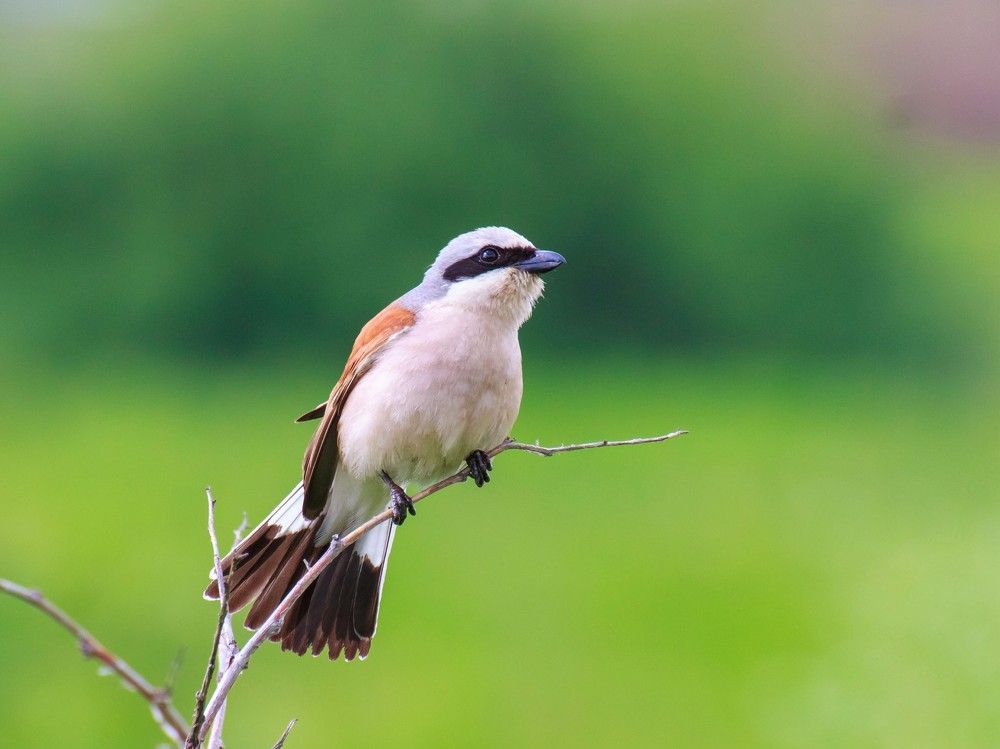 Влюбленный Жулан