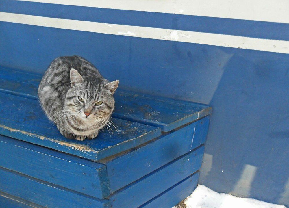 Cat and blue bench