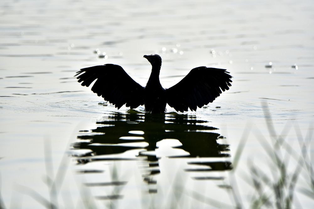 Cormorant shape