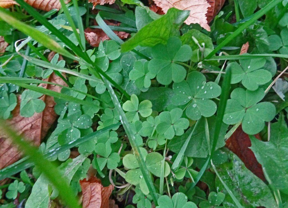 Clover