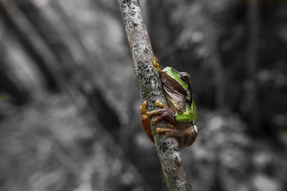 ЦАРЕВНА-ЛЯГУШКА