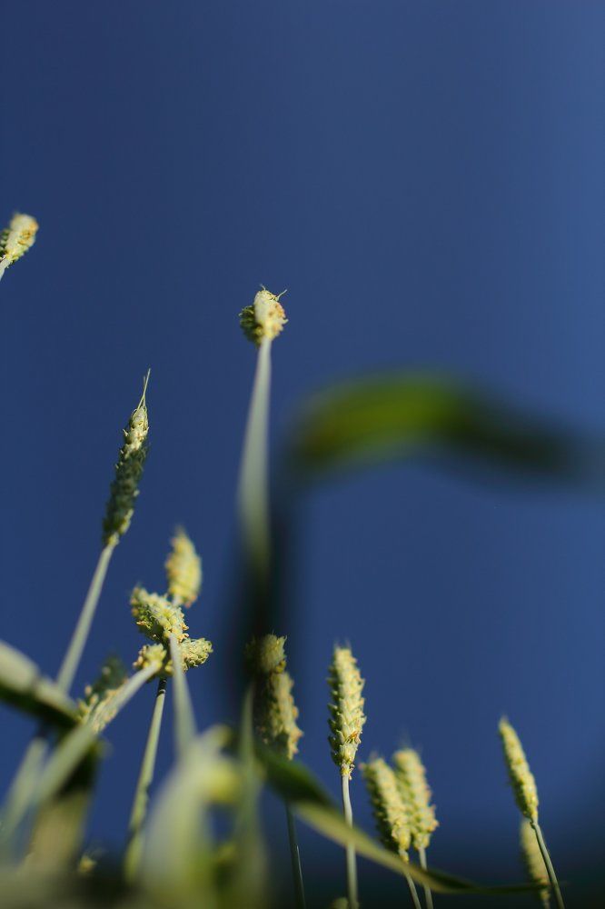 Колосья уходящие в небо!