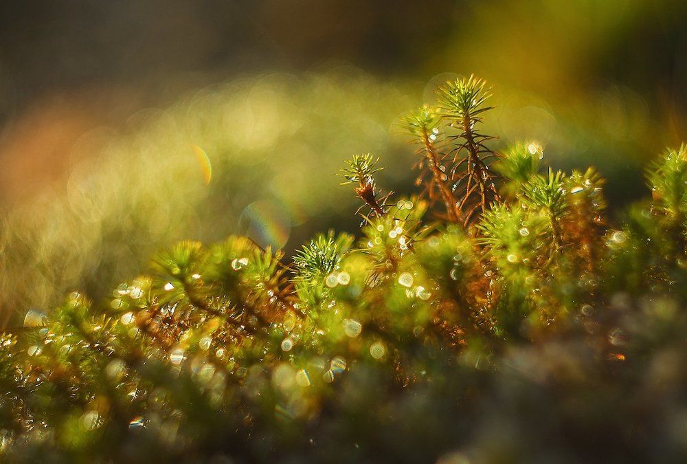 про мир под ногами